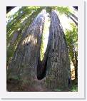 redwoods * 670 x 800 * (126KB)