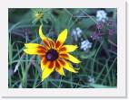 sunflower * 800 x 598 * (57KB)