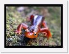 Newt_grass_valley * 2160 x 1620 * (2.21MB)