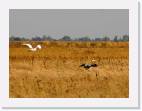 egret_heron * 800 x 596 * (46KB)