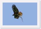 hawk * 800 x 546 * (21KB)