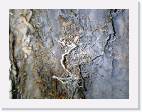 black_chasm_helectites * 800 x 600 * (105KB)