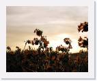 flowers * 800 x 653 * (70KB)